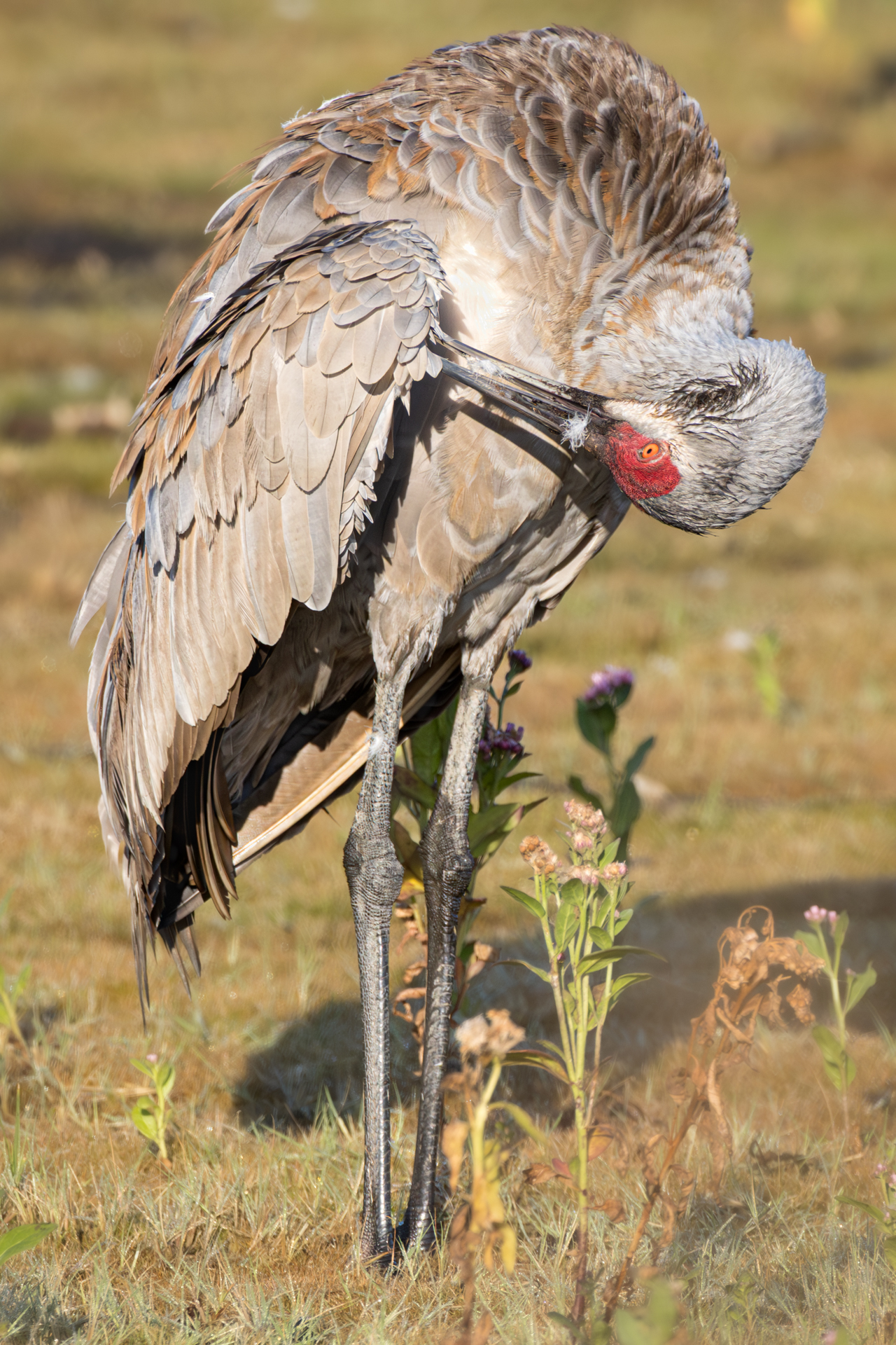 3rd Prize Open Color in Class 1 By Gregory Rinker For Morning Preen SEP-2025.jpg